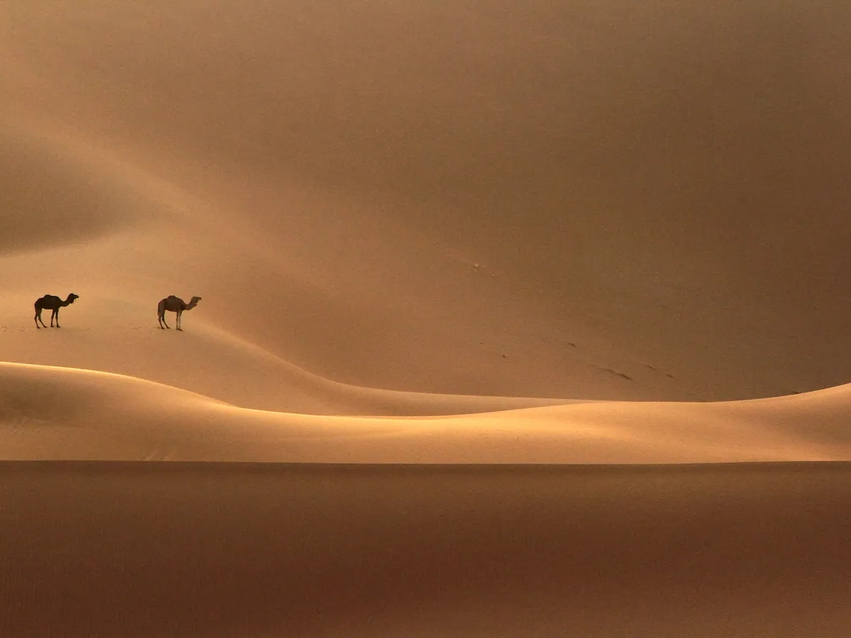 Two camels on the dunes of Erg Chegaga at sunset, an illustrative photograph