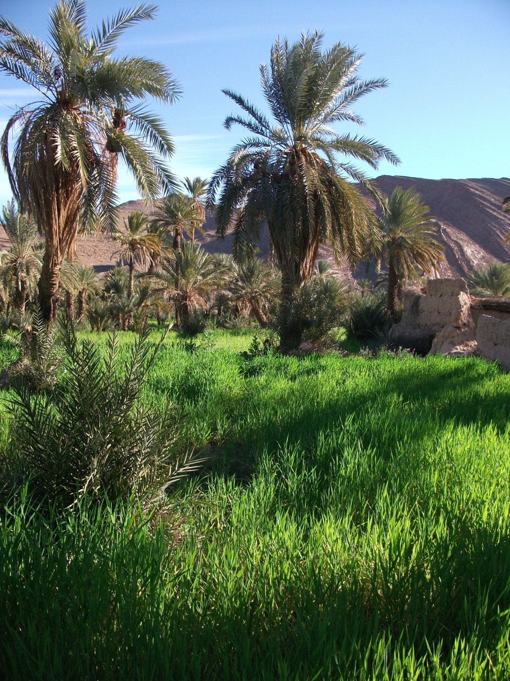 Palm groves around Tata